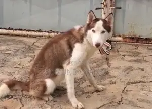 6-12 months Female Purebred Siberian Husky