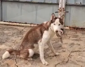 6-12 months Female Purebred Siberian Husky