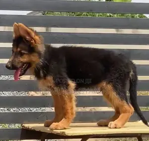 1-3 months Male Purebred German Shepherd