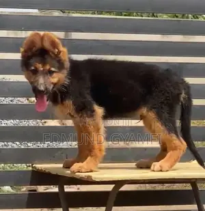 1-3 months Male Purebred German Shepherd