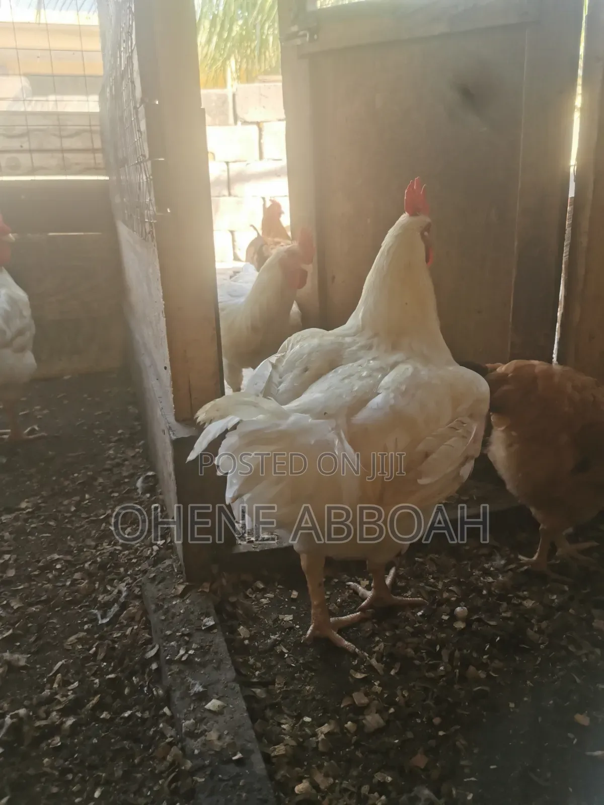 Matured Sasso Birds