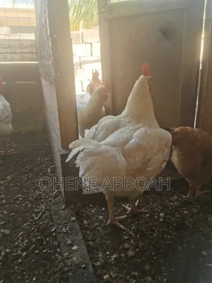 Matured Sasso Birds