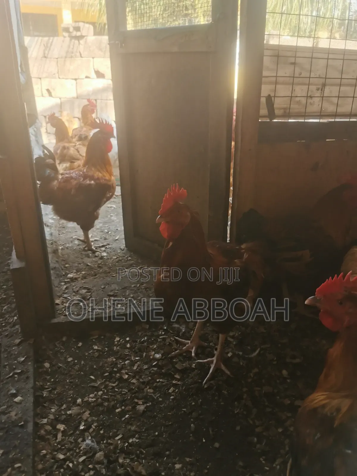 Matured Sasso Birds