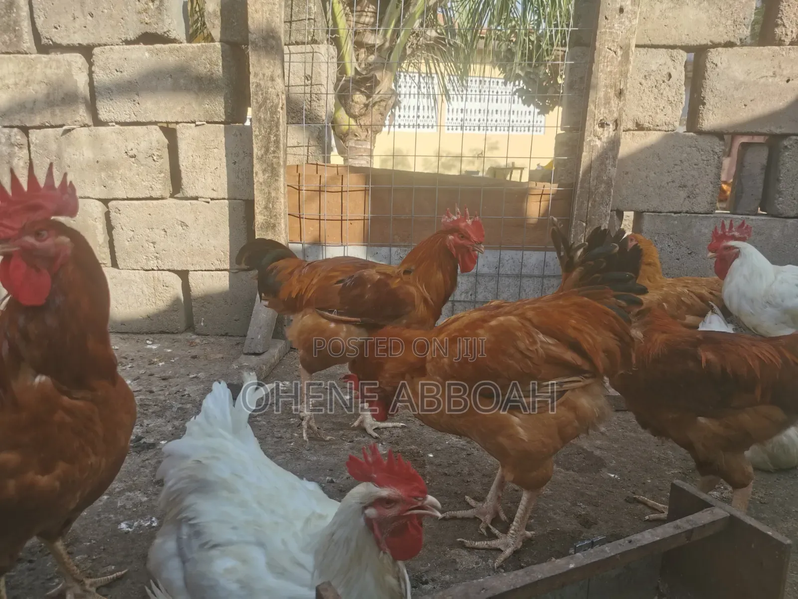 Matured Sasso Birds