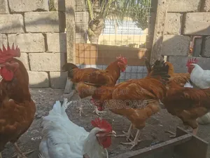 Matured Sasso Birds