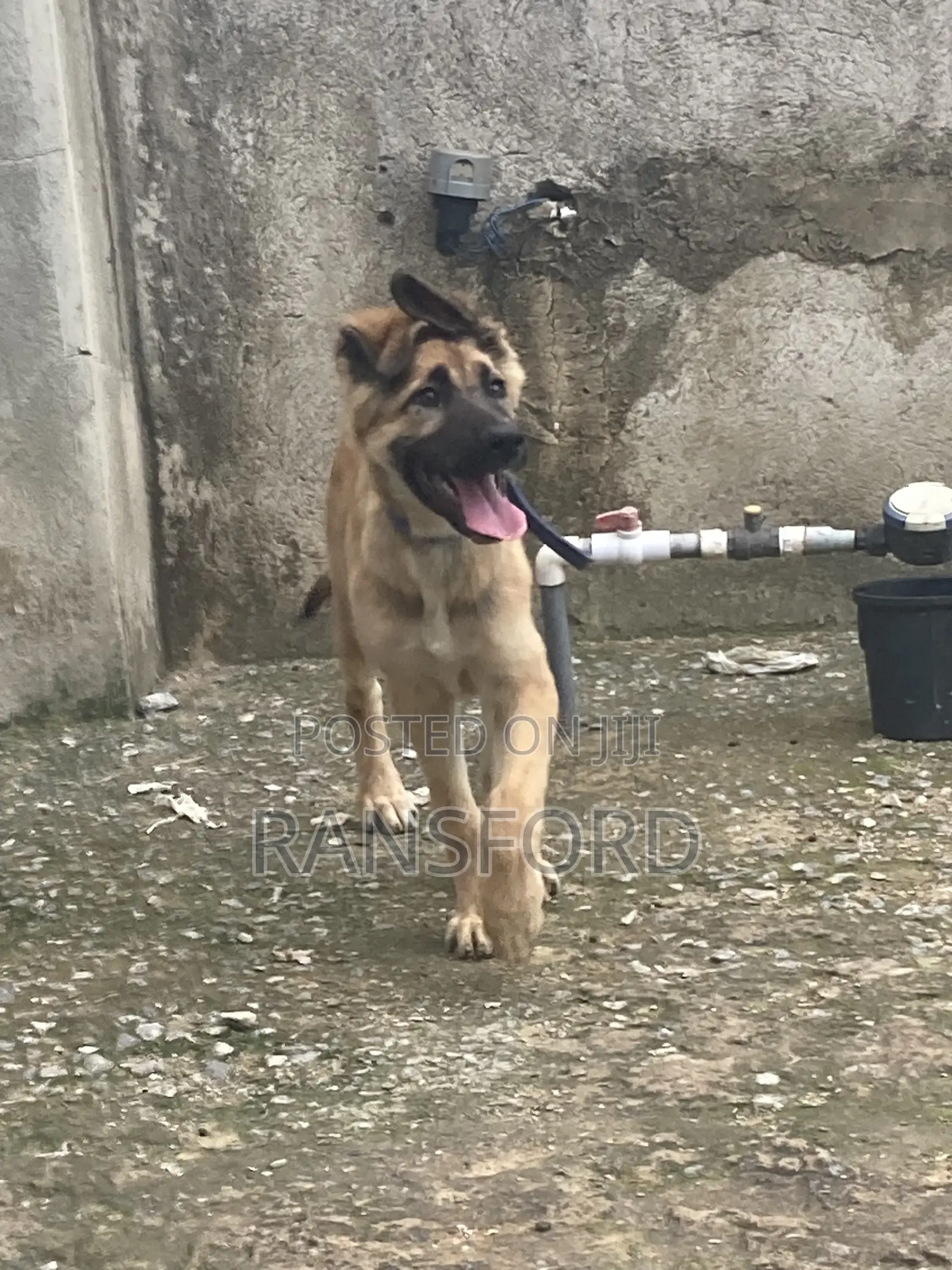 3-6 months Female Purebred German Shepherd