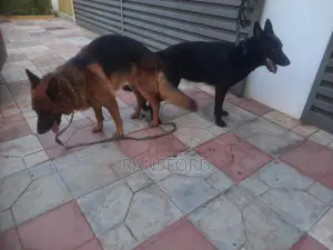 3-6 months Female Purebred German Shepherd