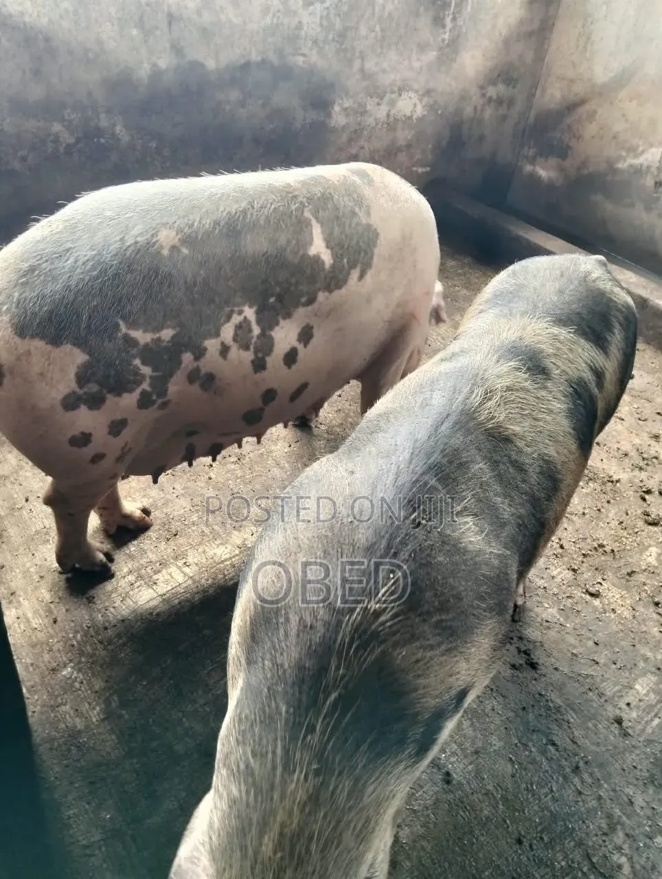 We Are Sell Pigs