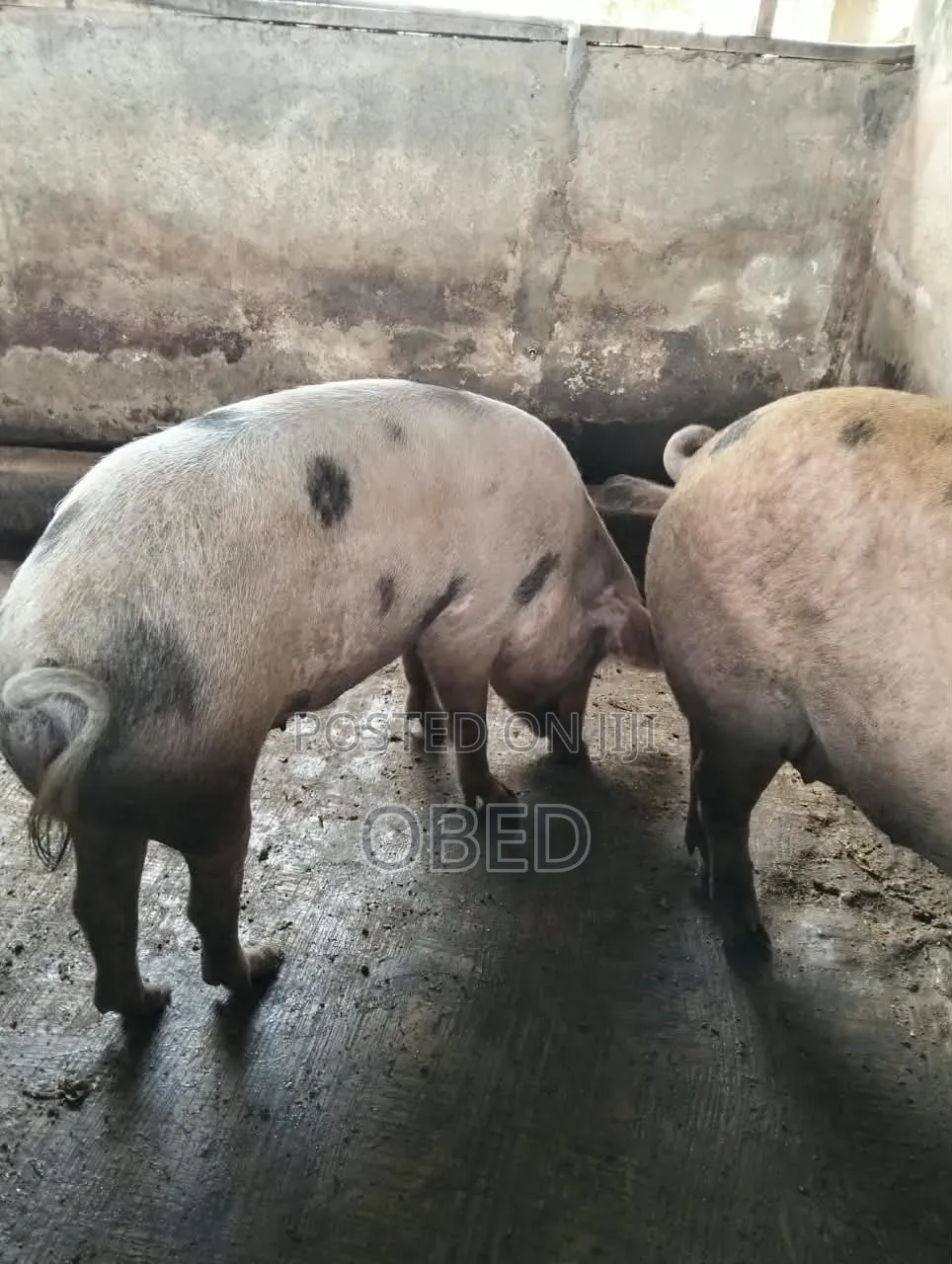 We Are Sell Pigs
