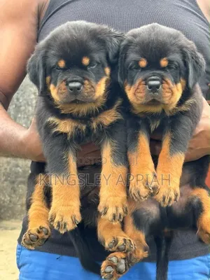 1-3 months Male Purebred Rottweiler