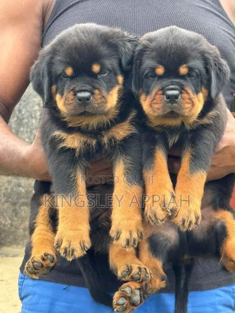 1-3 months Male Purebred Rottweiler