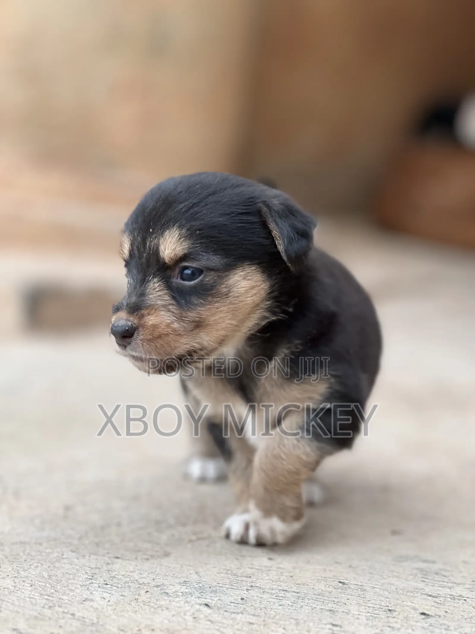 1-3 months Male Mixed Breed Cairn Terrier