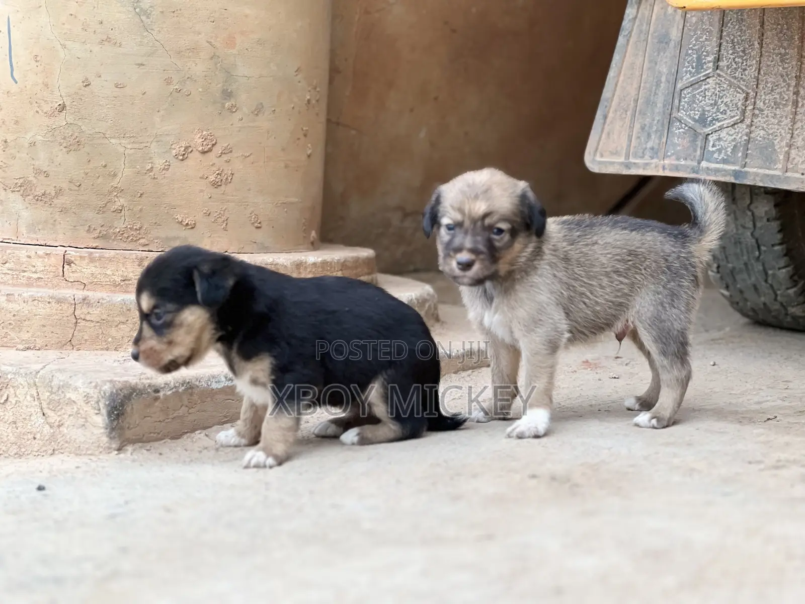 1-3 months Male Mixed Breed Cairn Terrier