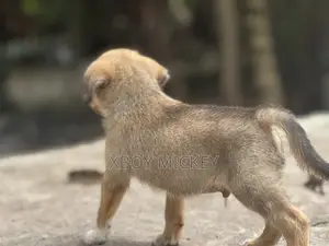 1-3 months Male Mixed Breed Cairn Terrier