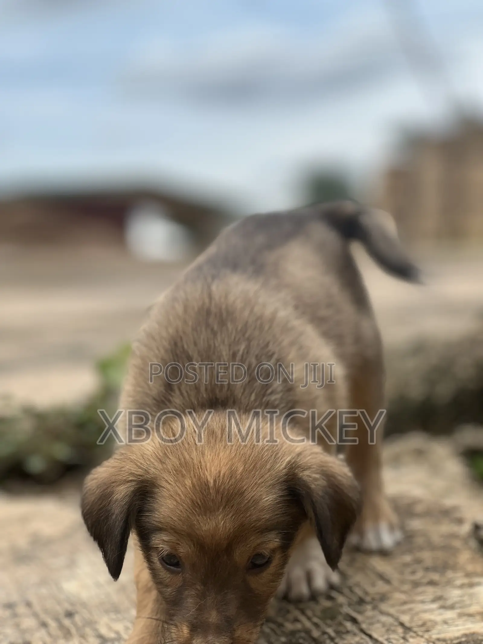 1-3 months Male Mixed Breed Cairn Terrier