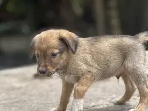 1-3 months Male Mixed Breed Cairn Terrier
