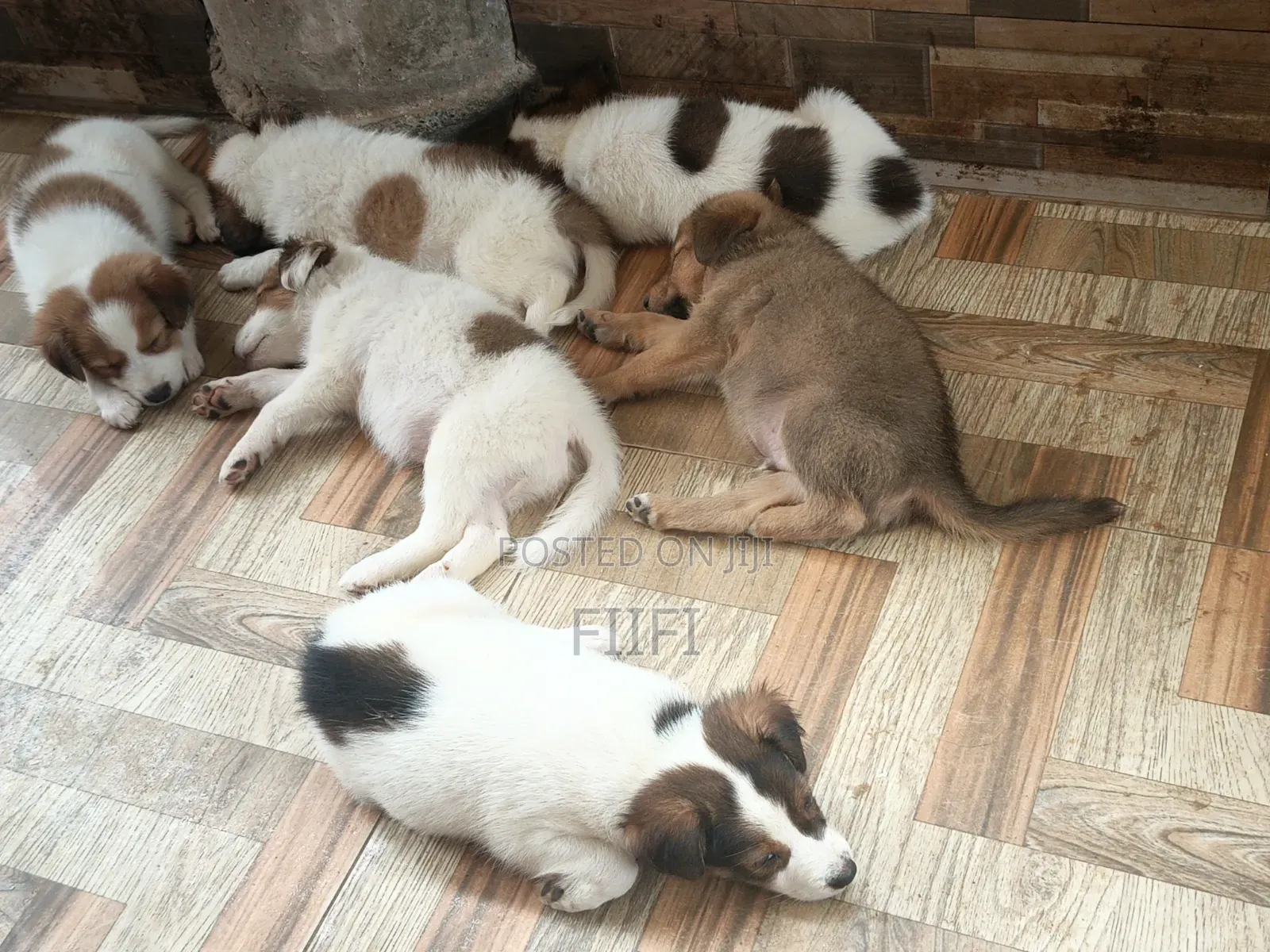 1-3 months Male Purebred German Shepherd