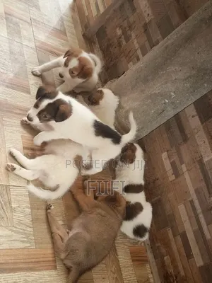 1-3 months Male Purebred German Shepherd