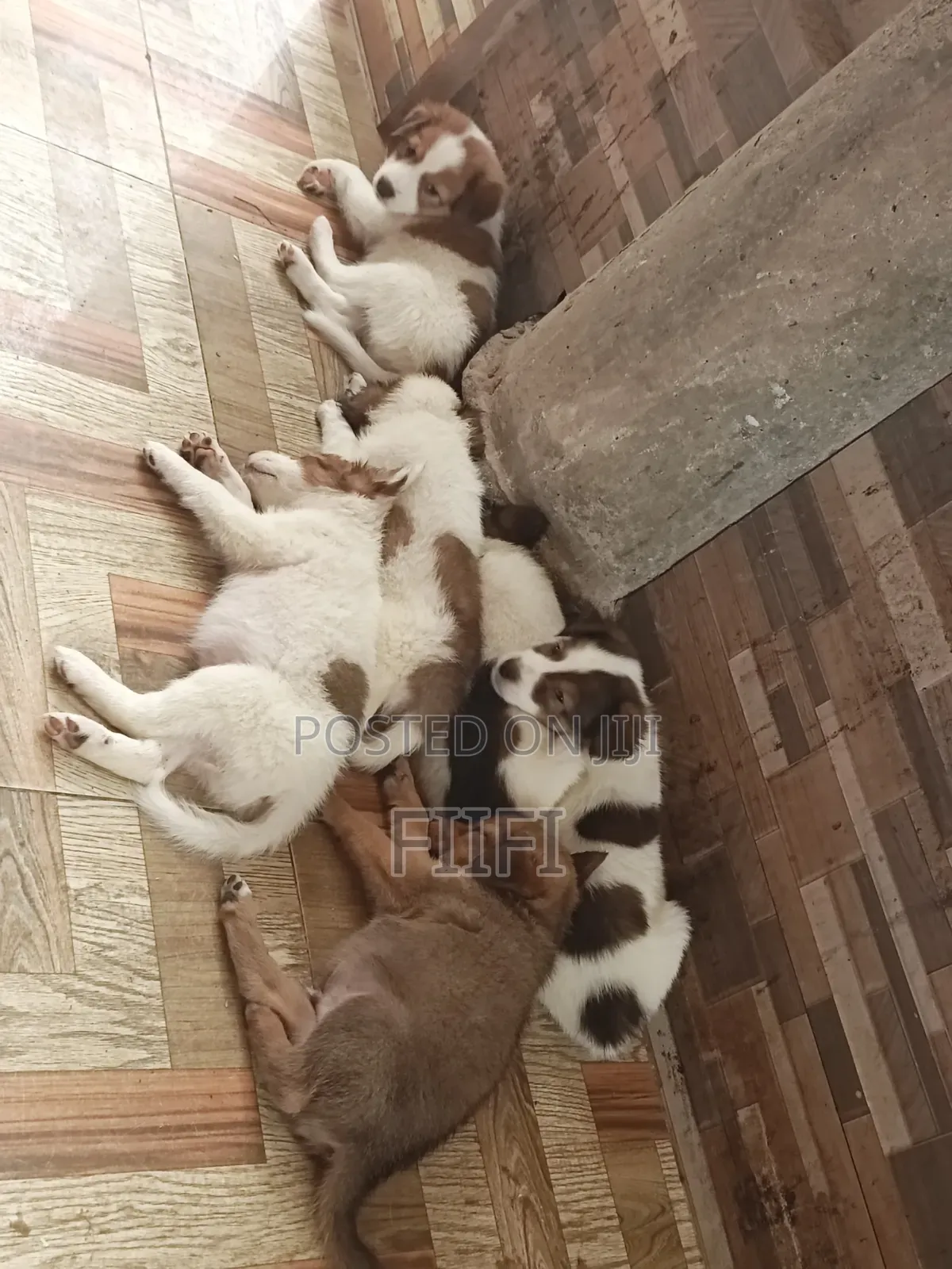 1-3 months Male Purebred German Shepherd