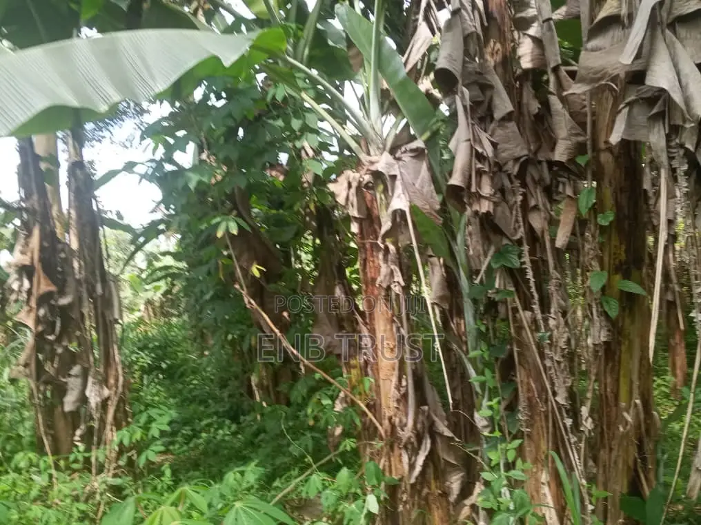 1 Acre of Land for Sale at Kwahu Township