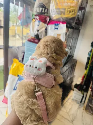 Grade a Small Harness With Leash