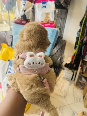 Grade a Small Harness With Leash