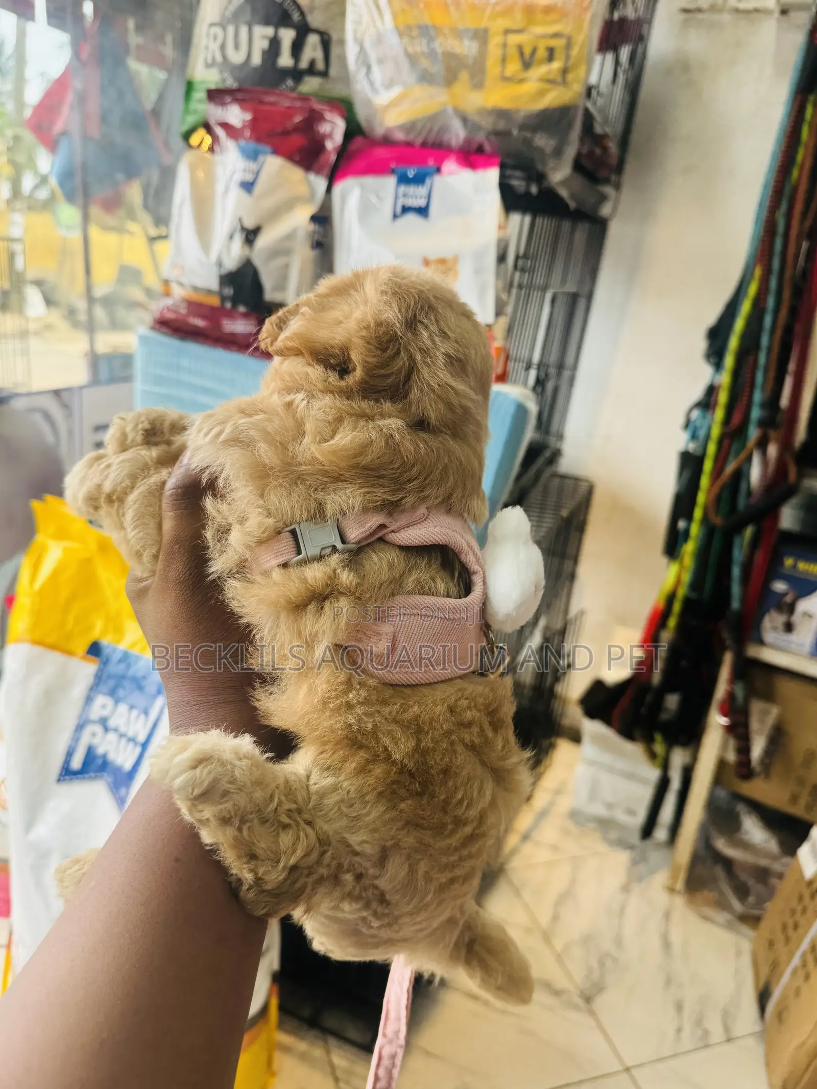 Grade a Small Harness With Leash