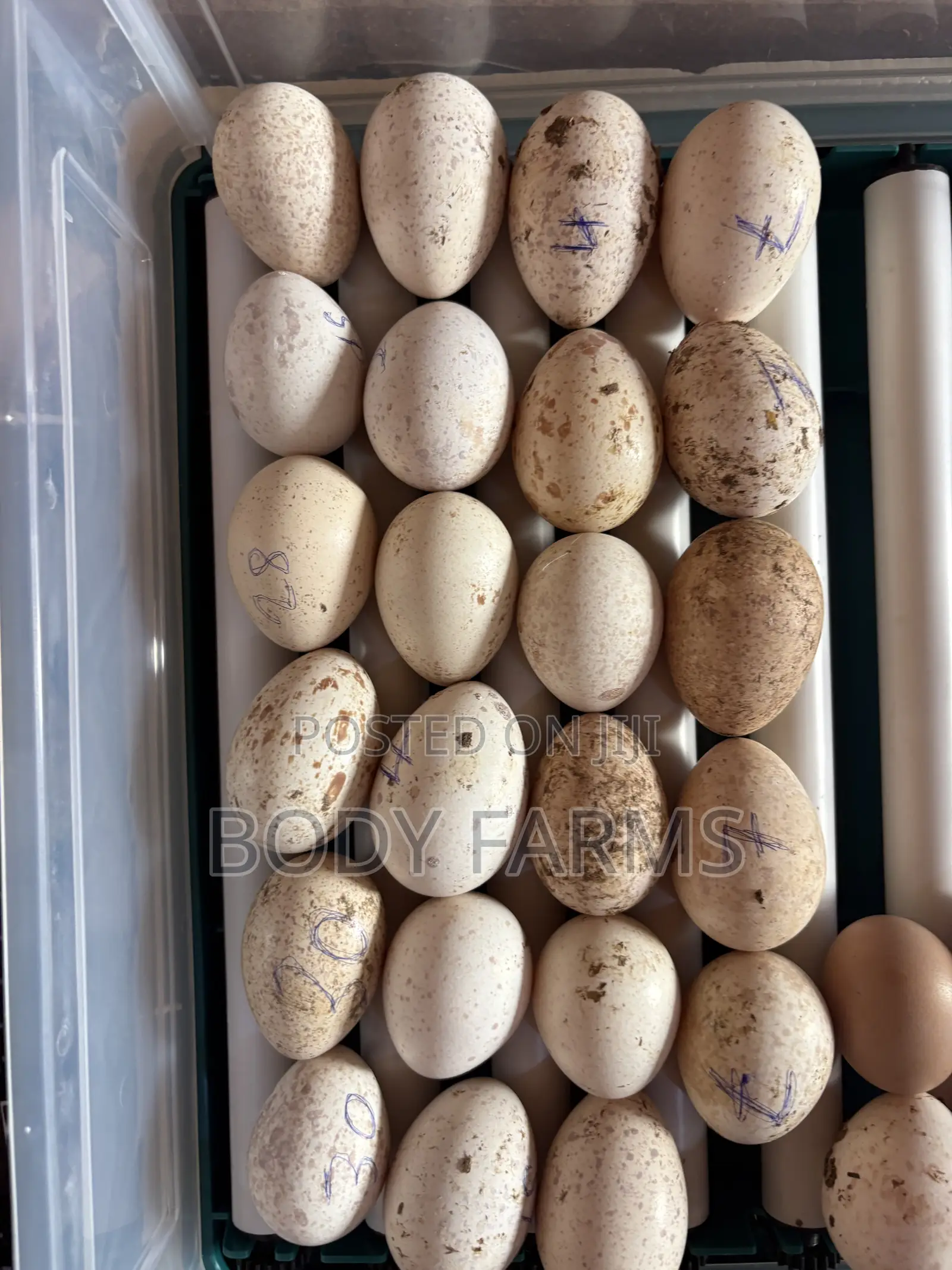 Organic Fertile Turkey Eggs.