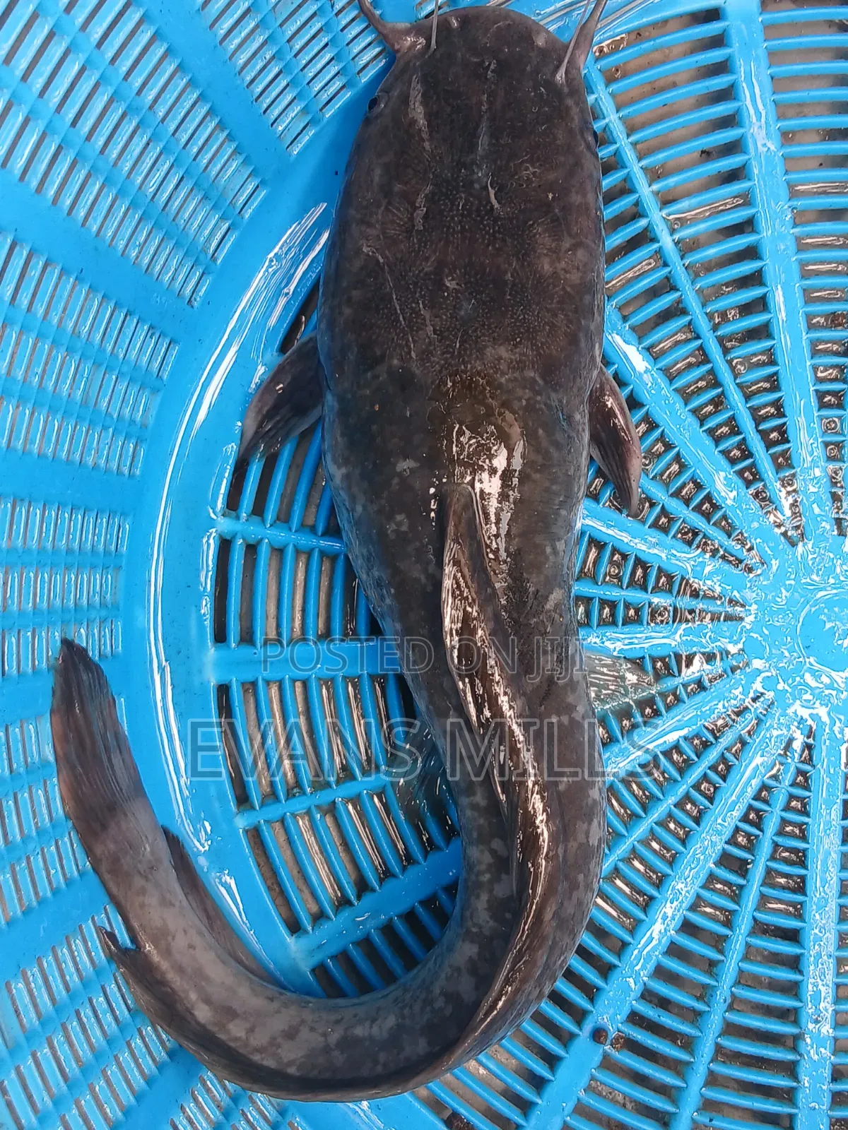 Fresh Catfish for Sale – Healthy, Well-Raised & Affordable