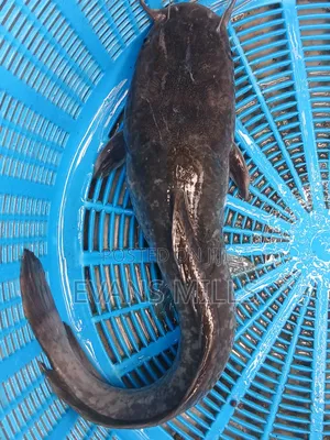 Fresh Catfish for Sale – Healthy, Well-Raised & Affordable