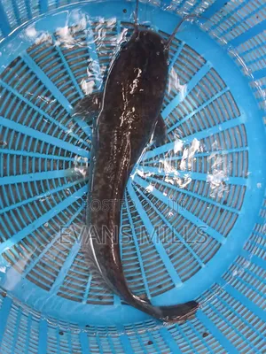 Fresh Catfish for Sale – Healthy, Well-Raised & Affordable