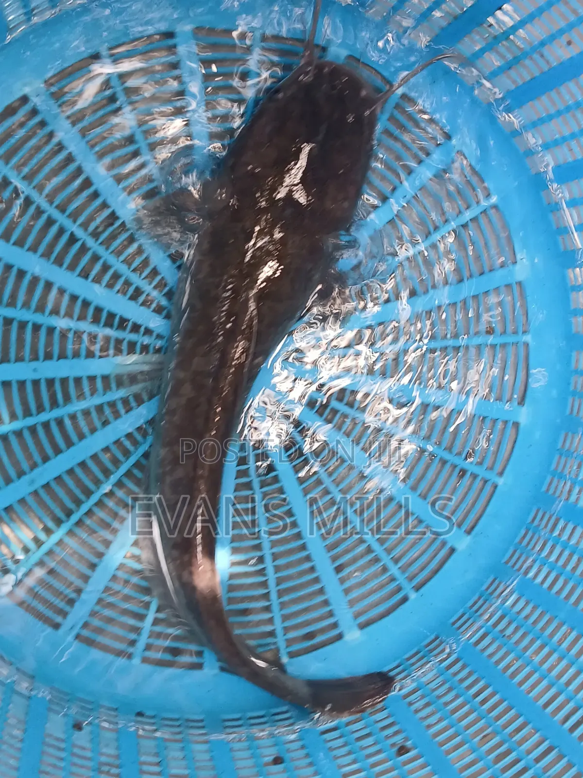 Fresh Catfish for Sale – Healthy, Well-Raised & Affordable