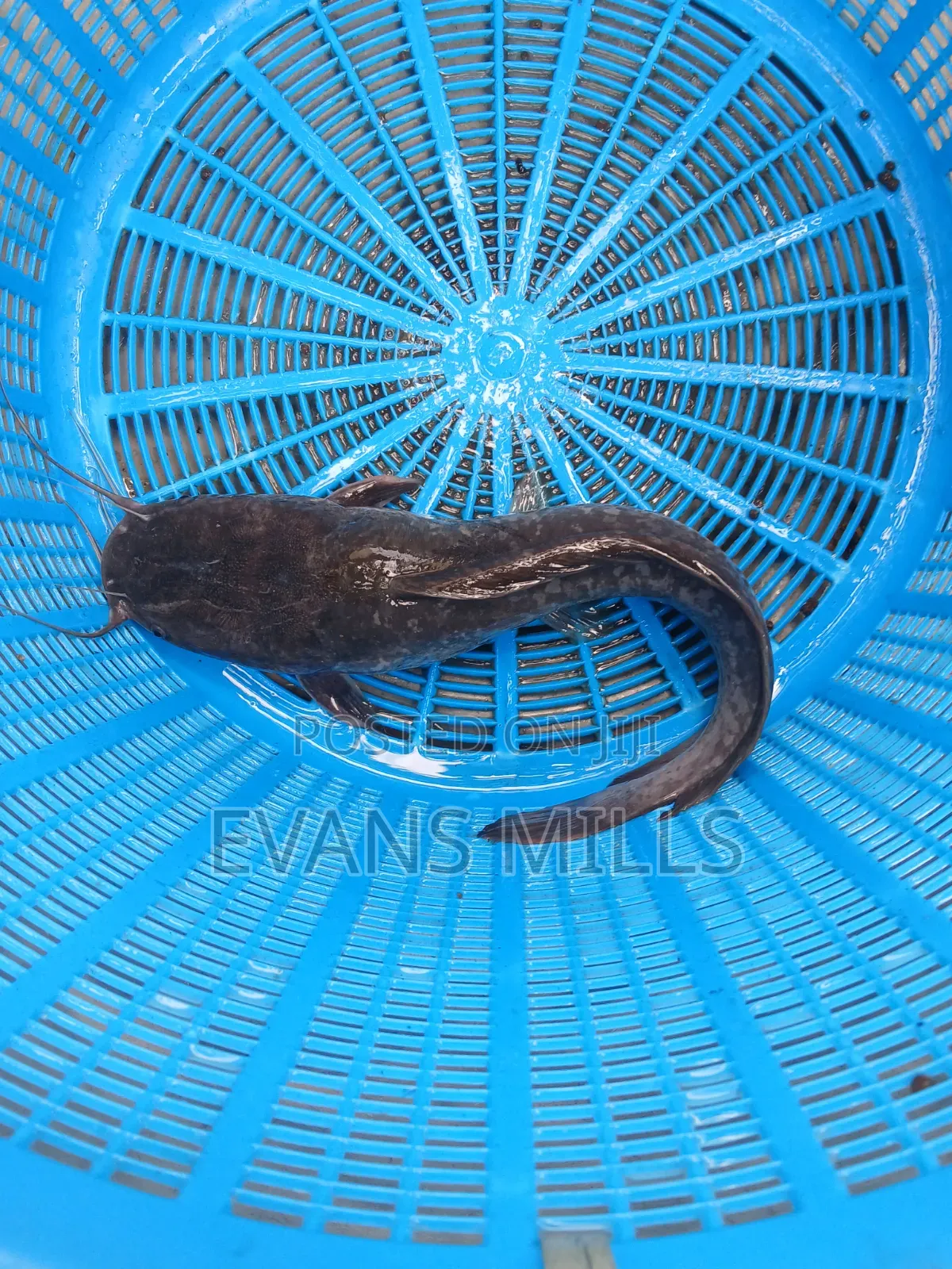 Fresh Catfish for Sale – Healthy, Well-Raised & Affordable