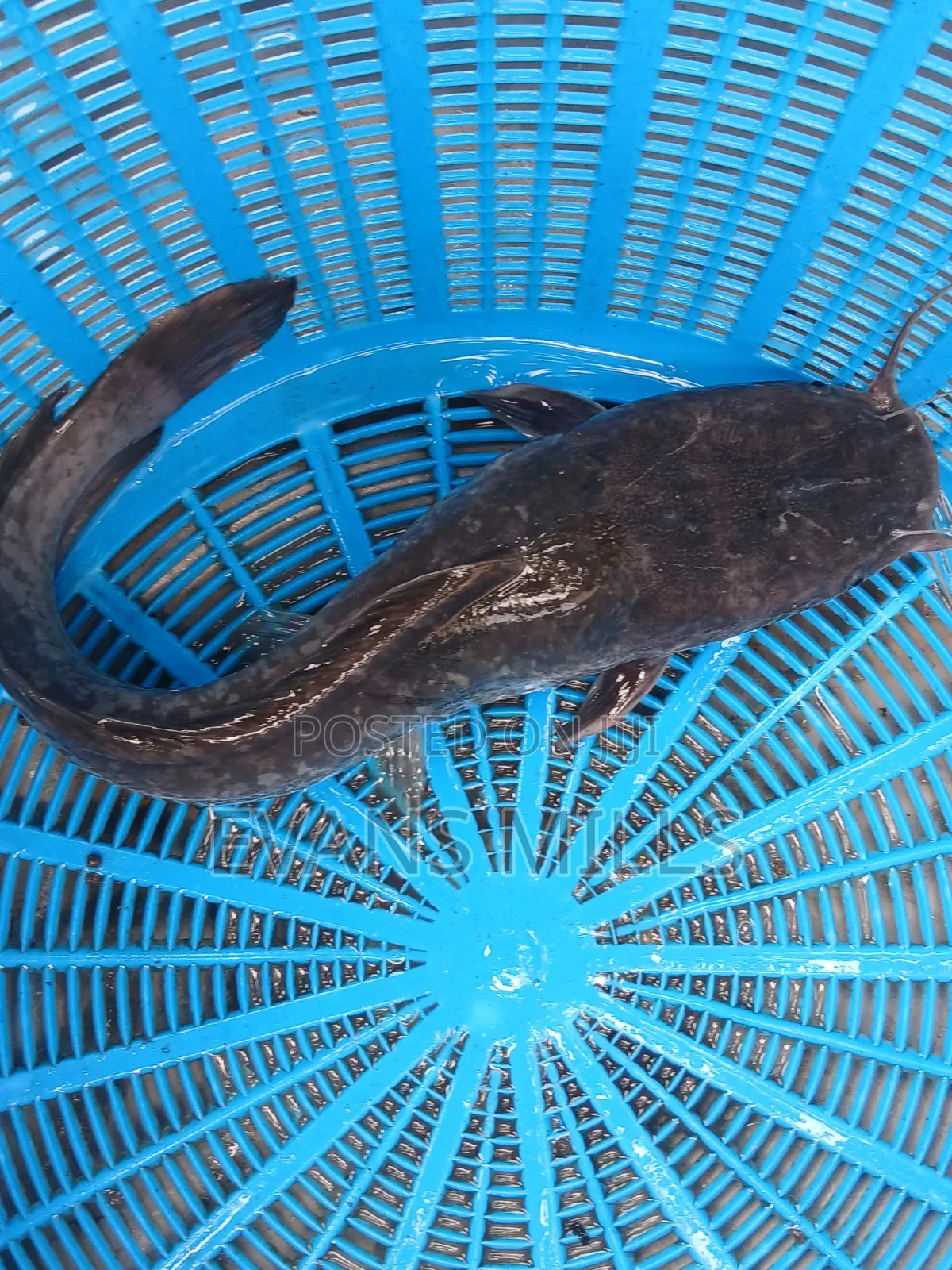 Fresh Catfish for Sale – Healthy, Well-Raised & Affordable