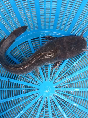 Fresh Catfish for Sale – Healthy, Well-Raised & Affordable