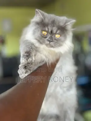3-6 months Male Purebred Persian