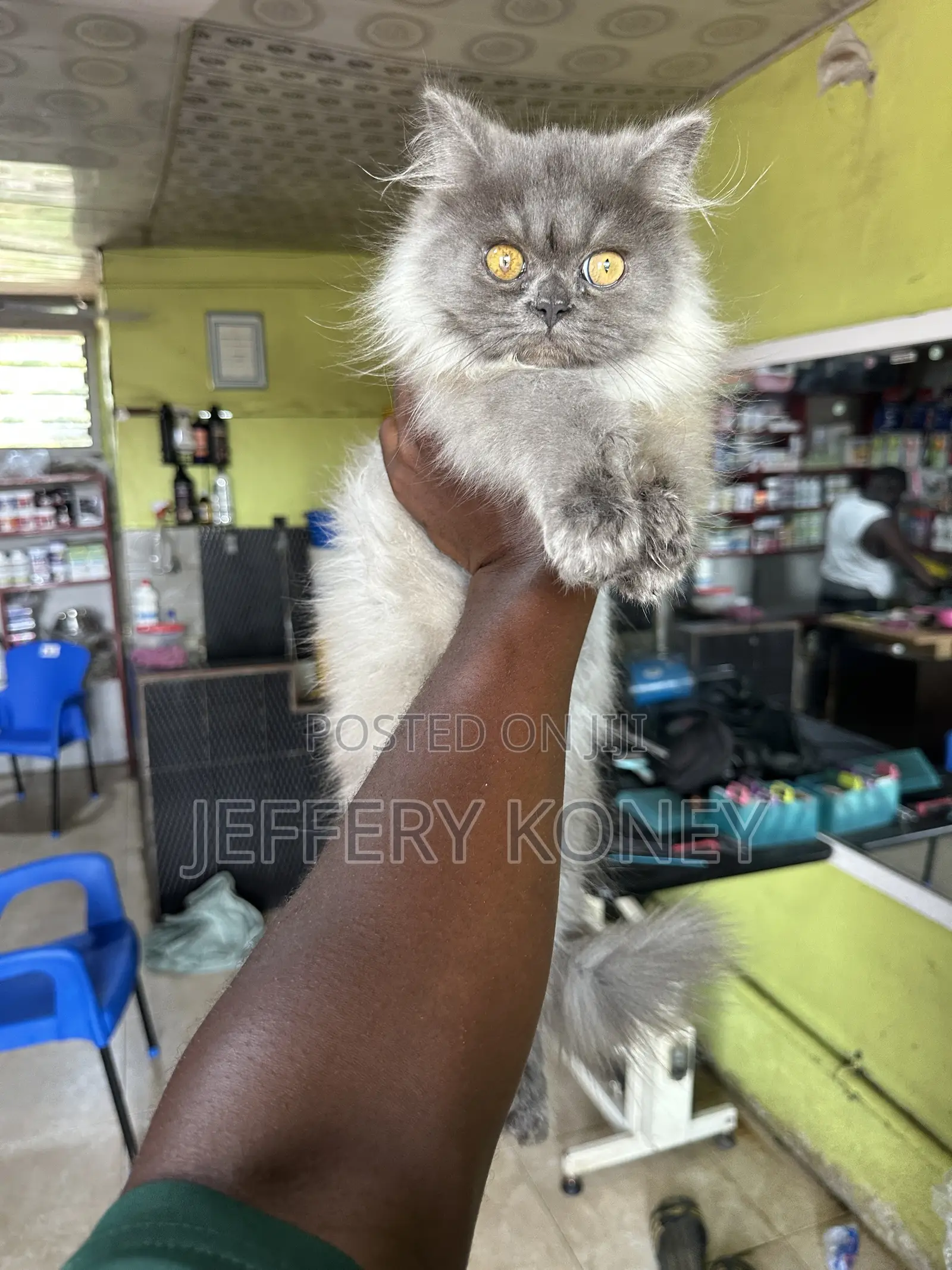 3-6 months Male Purebred Persian