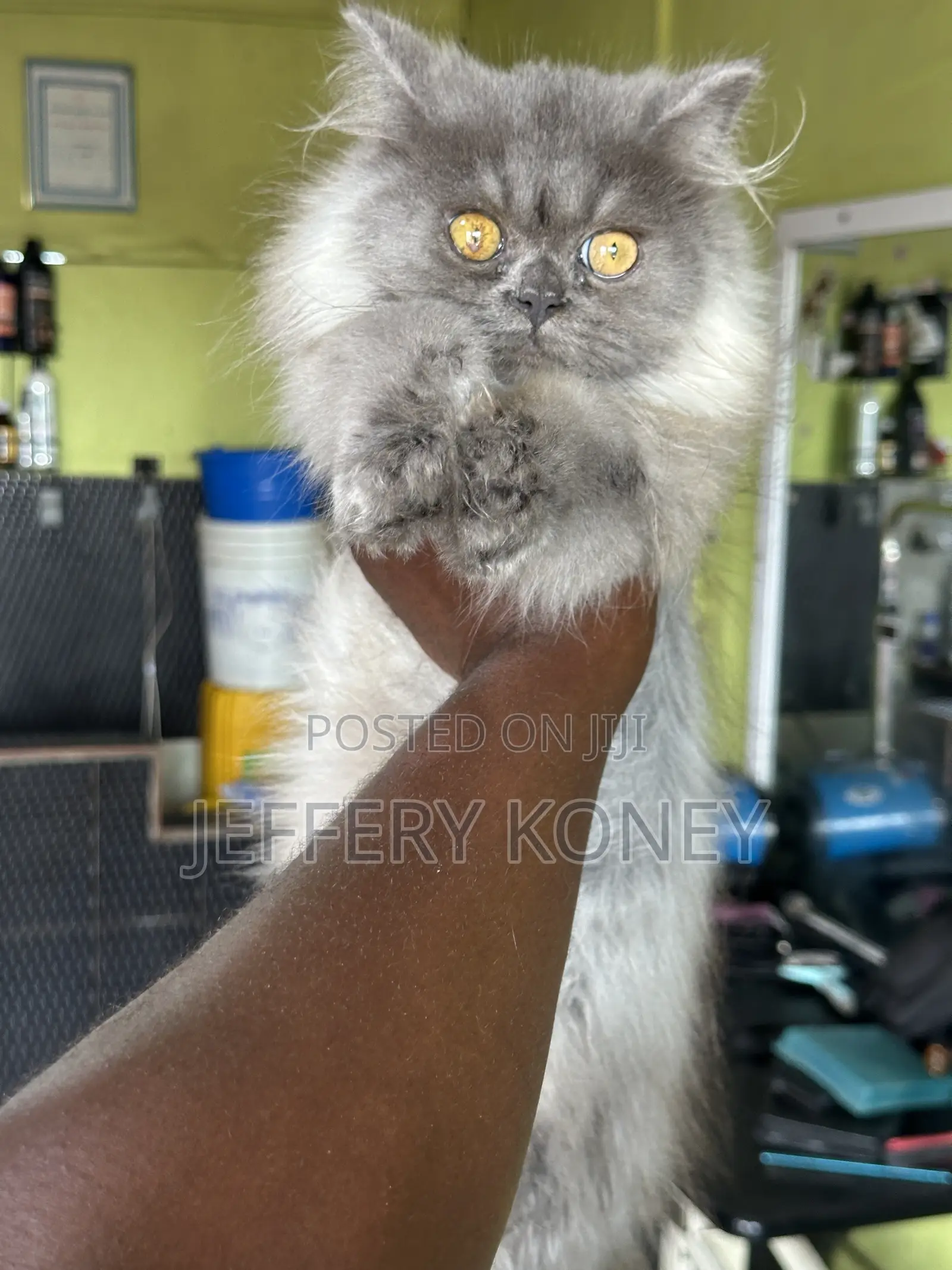 3-6 months Male Purebred Persian