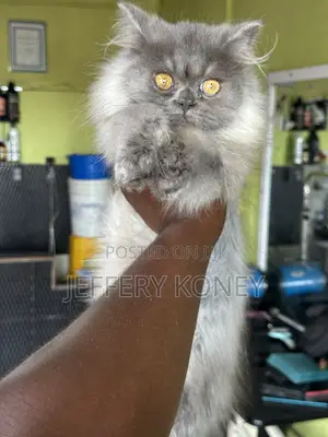 3-6 months Male Purebred Persian