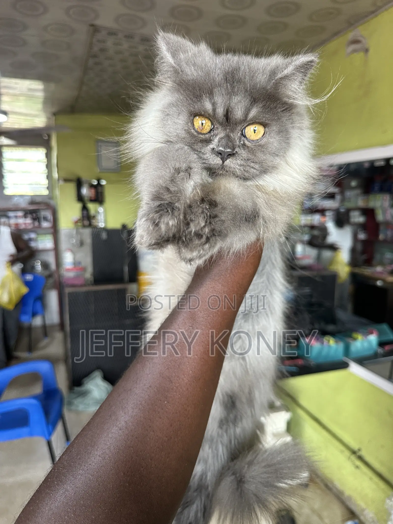 3-6 months Male Purebred Persian