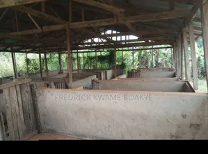 Pig Farm for Sale at Mankranso Dwenewoho