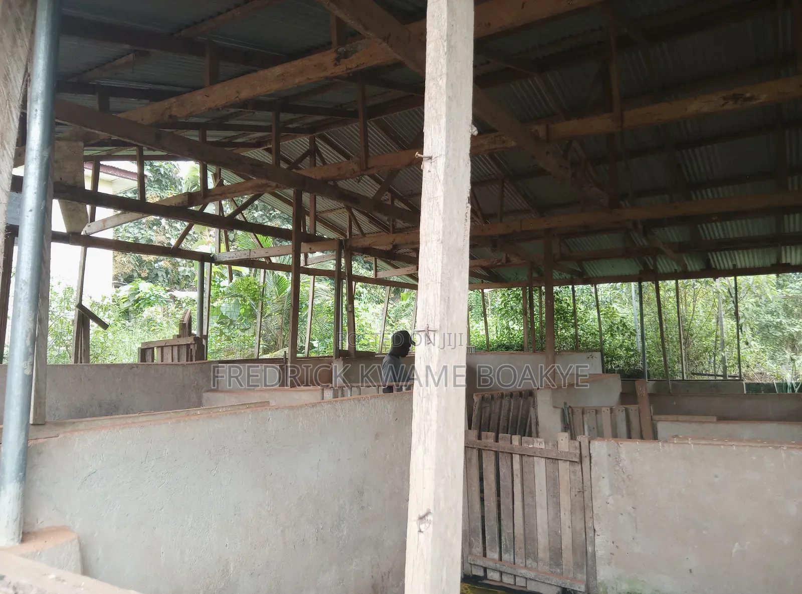 Pig Farm for Sale at Mankranso Dwenewoho
