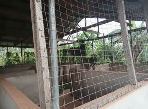 Pig Farm for Sale at Mankranso Dwenewoho