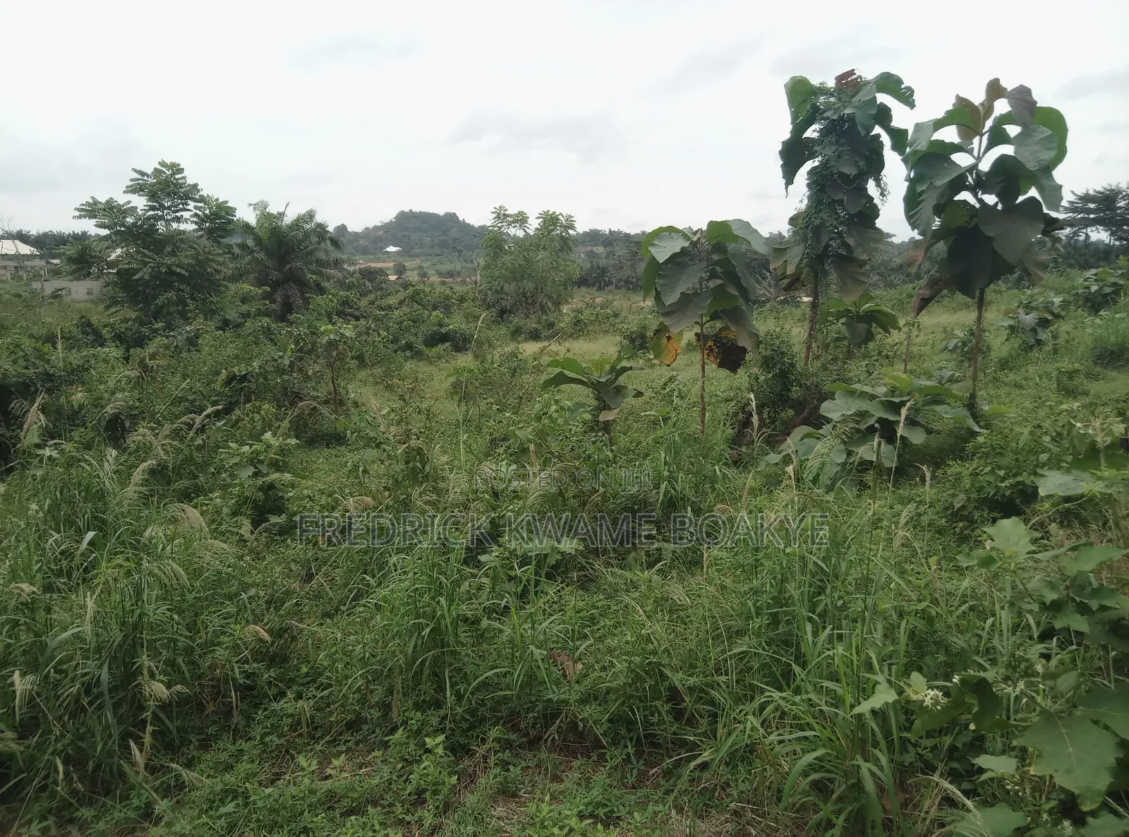 Pig Farm for Sale at Mankranso Dwenewoho