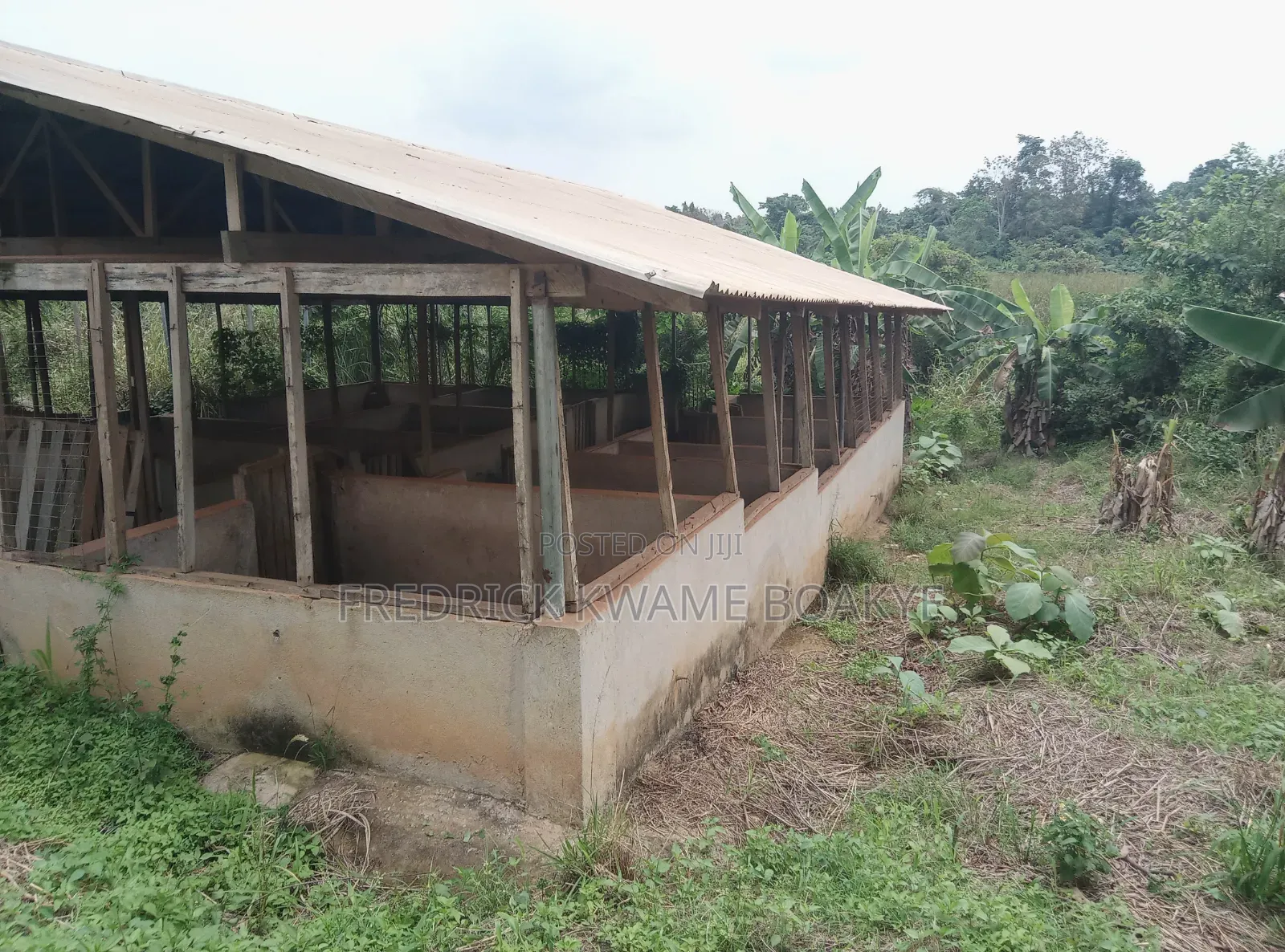 Pig Farm for Sale at Mankranso Dwenewoho