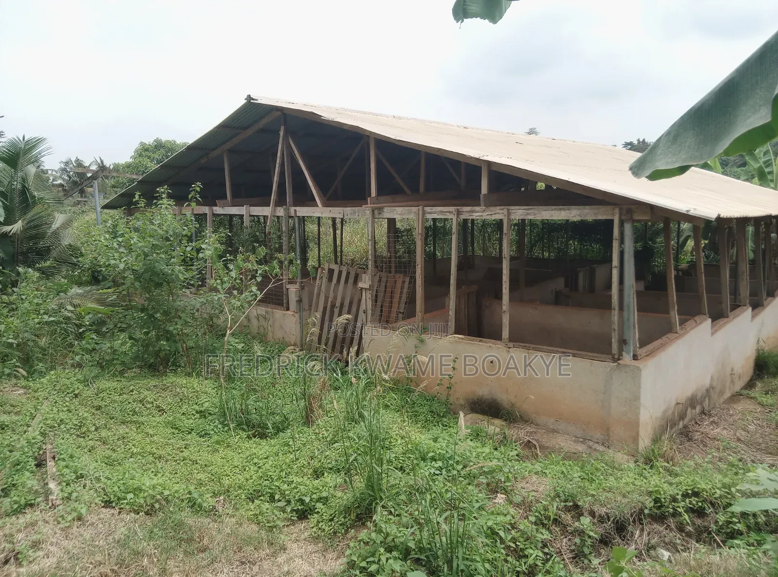 Pig Farm for Sale at Mankranso Dwenewoho