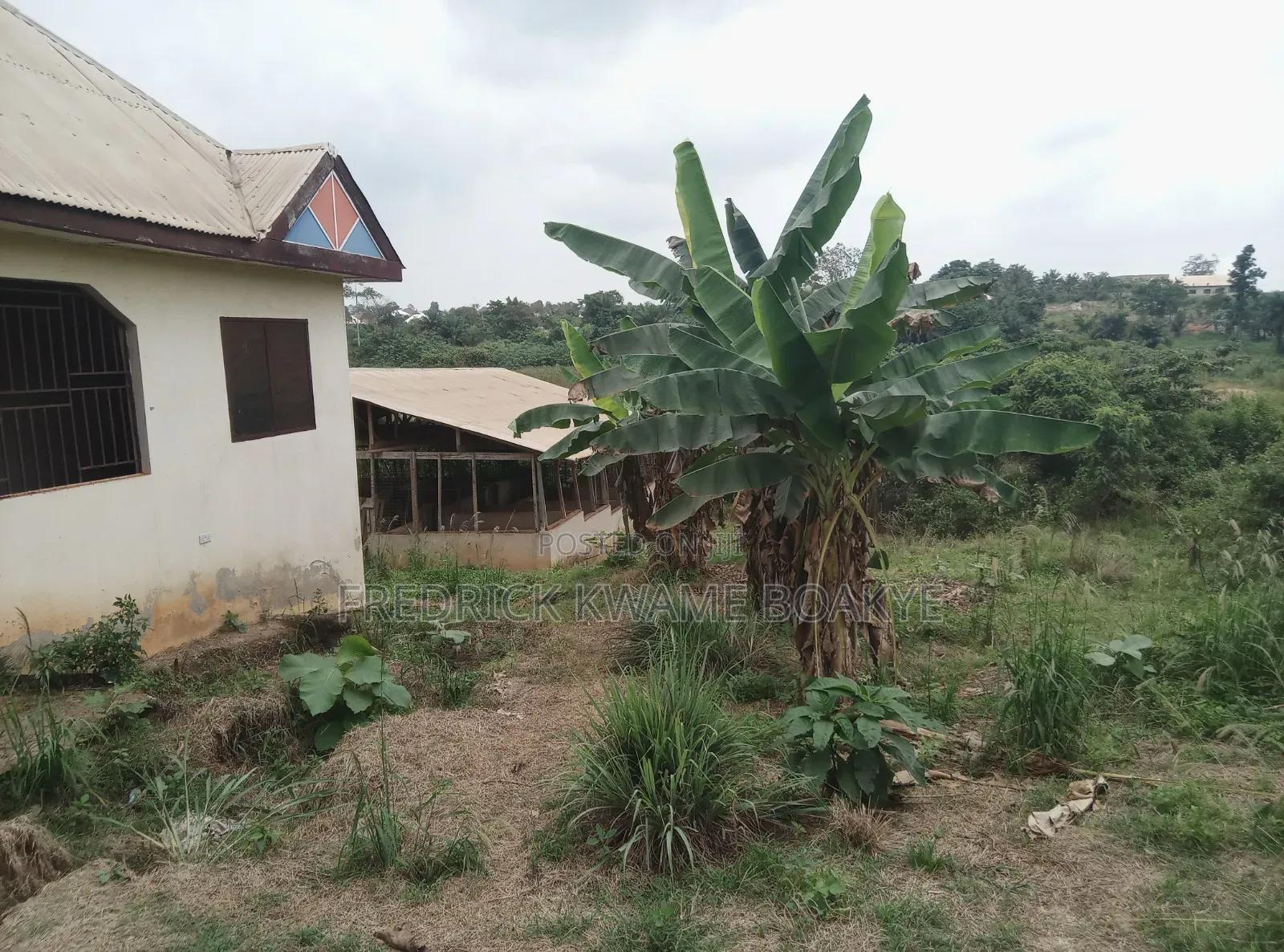 Pig Farm for Sale at Mankranso Dwenewoho