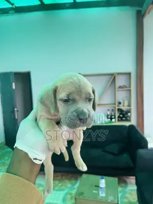 0-1 month Female Purebred Cane Corso