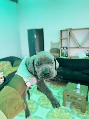 0-1 month Female Purebred Cane Corso