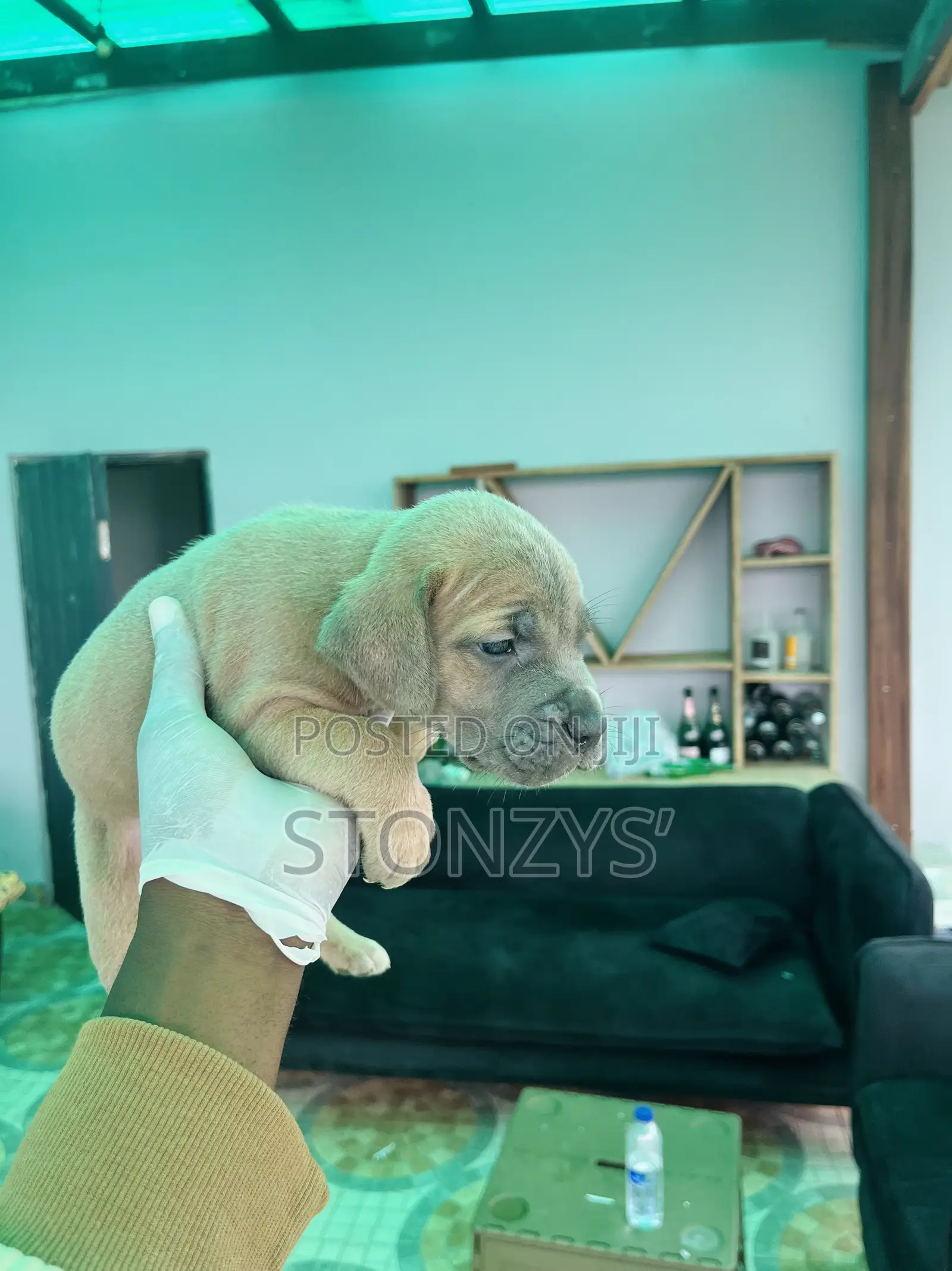 0-1 month Female Purebred Cane Corso